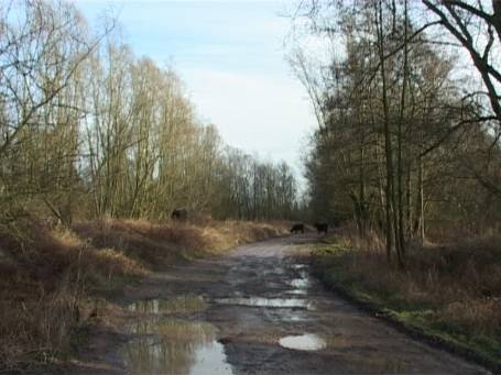 Kekerdom : Auf Entdeckungstour in der Millingerwaard ( im Winter )